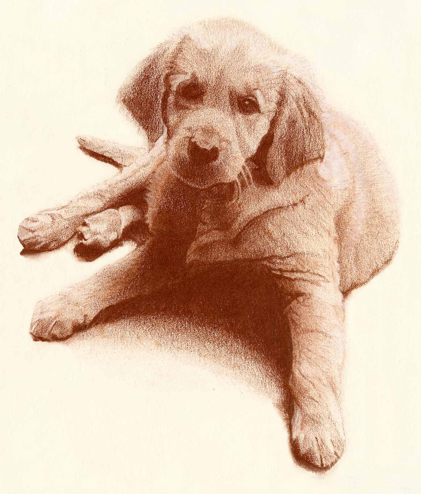 Portrait Drawing of Puppy by Marie Frances