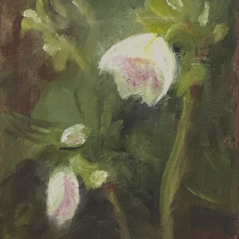 Spring Flowers Oil Painting - White Hellebores by Marie Frances Fine Art